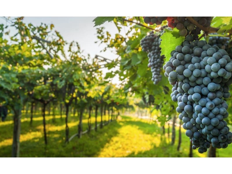 Maalaistalo myytävänä paikassa Linares - 7 500 000 € (Ref: 9338566)