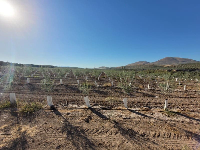 Finca/Herregård til salgs i Villacarrillo - € 10 000 000 (Ref: 9347692)