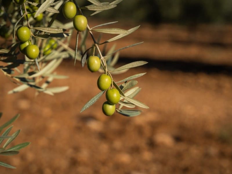 Finca/Hus på landet till salu i Orihuela - 1 500 000 € (Ref: 9353364)