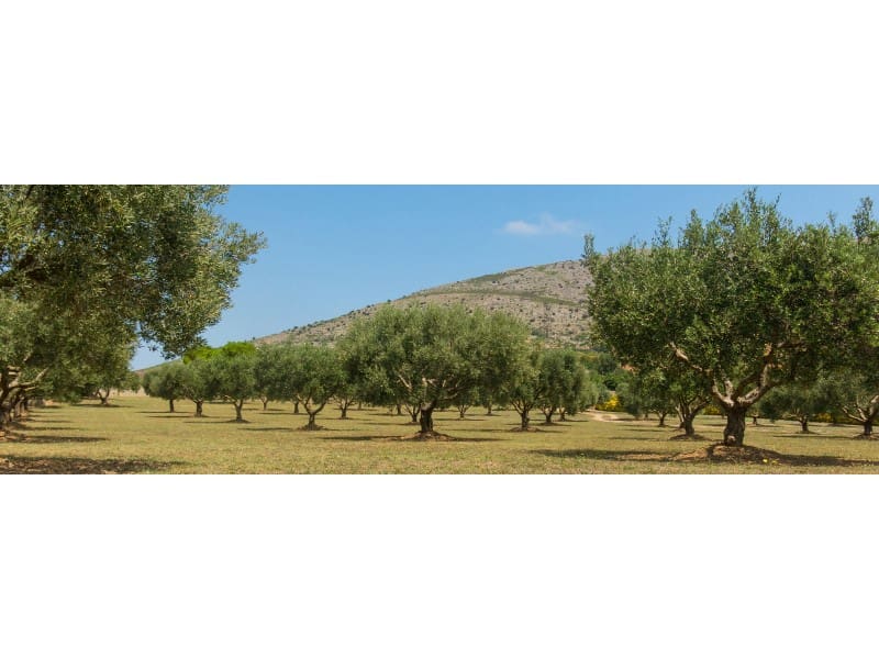 Finca/Hus på landet till salu i Orihuela - 1 500 000 € (Ref: 9353364)