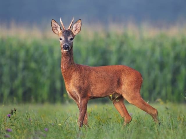 Finca/Country House for sale in Mira - € 5,000,000 (Ref: 9368872)