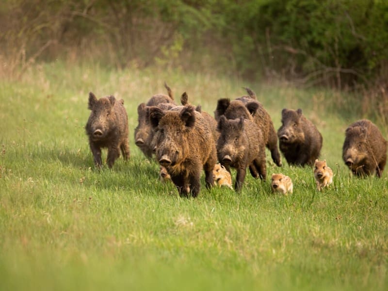 Finca/Maison de Campagne à vendre à Mira - 5 000 000 € (Ref: 9368872)