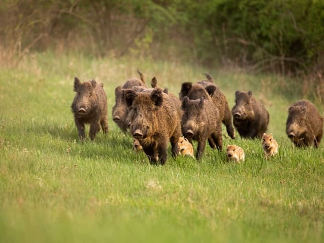 Finca/Country House for sale in Mira - € 5,000,000 (Ref: 9368872)