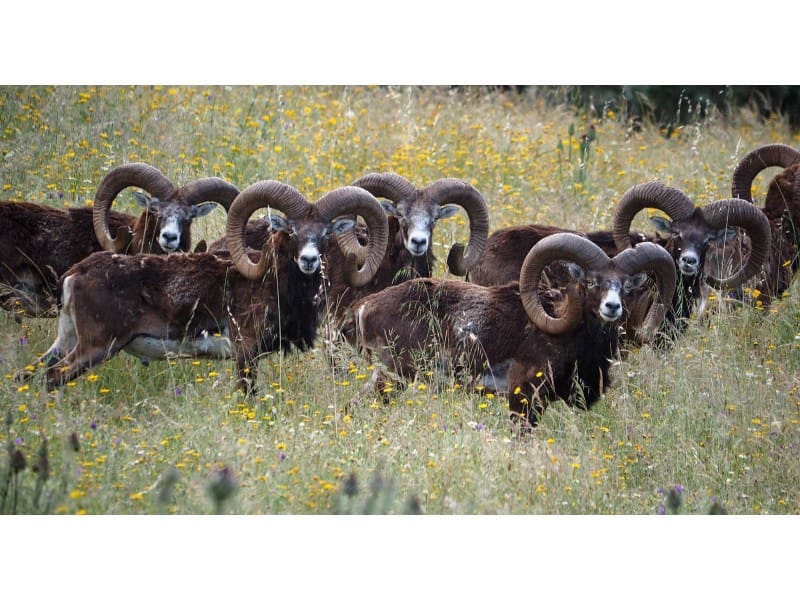 Finca/Maison de Campagne à vendre à Mira - 5 000 000 € (Ref: 9368872)