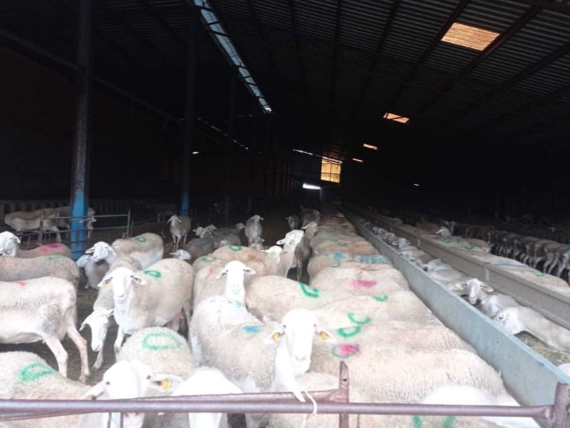 Finca/Hus på landet till salu i Motilla del Palancar - 8 000 000 € (Ref: 9372085)