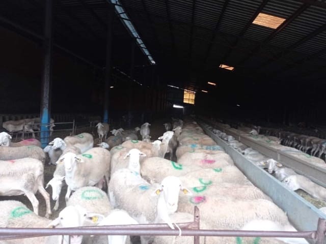 Finca/Country House for sale in Motilla del Palancar - € 8,000,000 (Ref: 9372085)