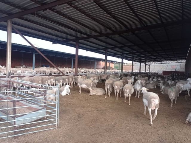 Finca/Country House for sale in Motilla del Palancar - € 8,000,000 (Ref: 9372085)