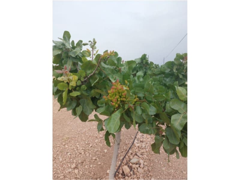 Finca/Country House for sale in Toledo city - € 1,300,000 (Ref: 9449090)