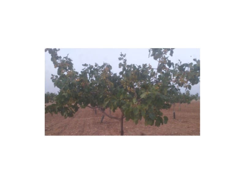 Finca/Country House for sale in Toledo city - € 1,300,000 (Ref: 9449090)