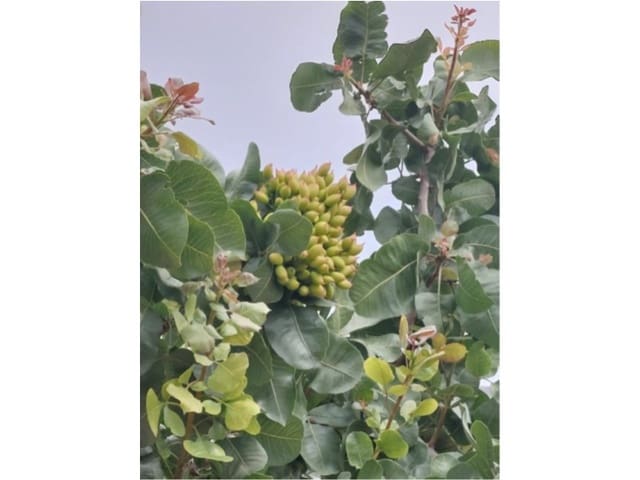 Finca/Landehus til salg i Toledo by - € 1.300.000 (Ref: 9449090)