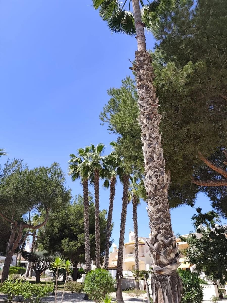 3 makuuhuone Omakotitalo myytävänä paikassa Villamartin mukana uima-altaan - 278 000 € (Ref: 9599877)