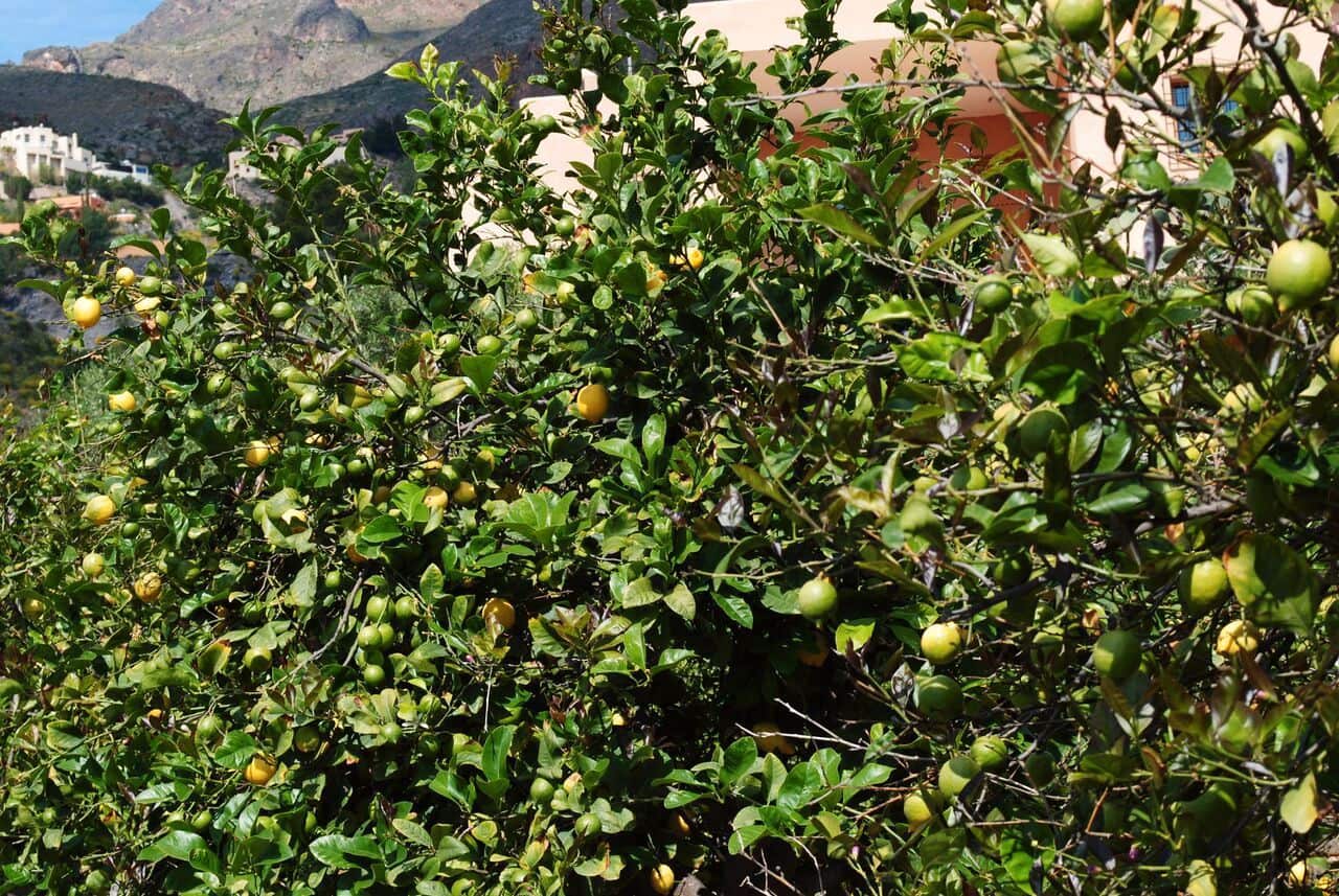 4 quarto Moradia para venda em Mojacar com piscina garagem - 595 000 € (Ref: 5500949)