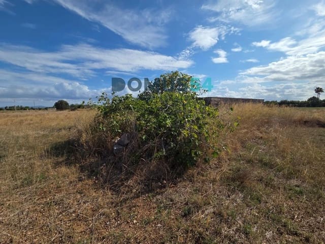 Grunde uden byggetilladelser til salg i Sa Pobla - € 64.000 (Ref: 10145101)