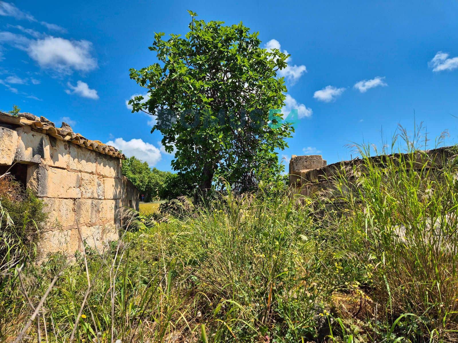 Ubebygd land til salgs i Sa Pobla - € 65 000 (Ref: 9350144)