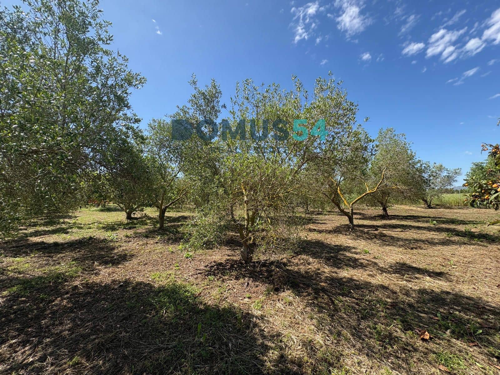 Ubebygd land til salgs i Sa Pobla - € 120 000 (Ref: 9879823)