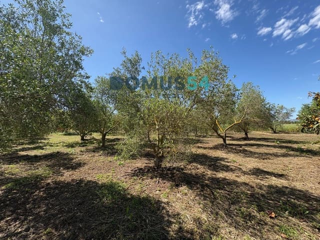 Ubebygd land til salgs i Sa Pobla - € 120 000 (Ref: 9879823)