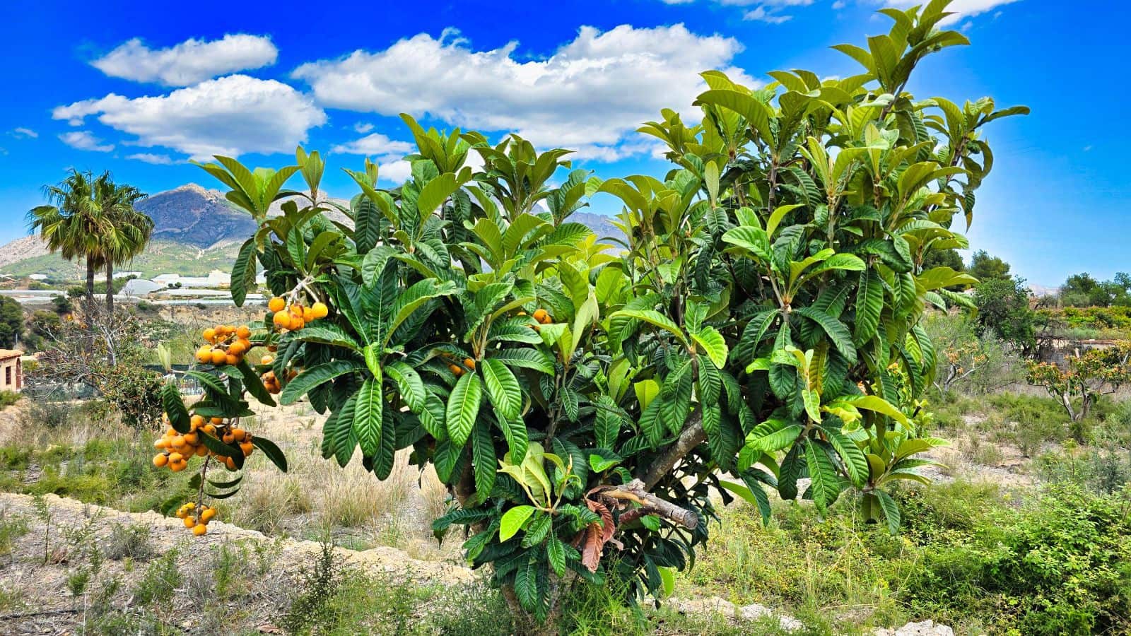 3 camera da letto Finca/Casa di Campagna in vendita in La Nucia con piscina garage - 1.500.000 € (Rif: 8881022)