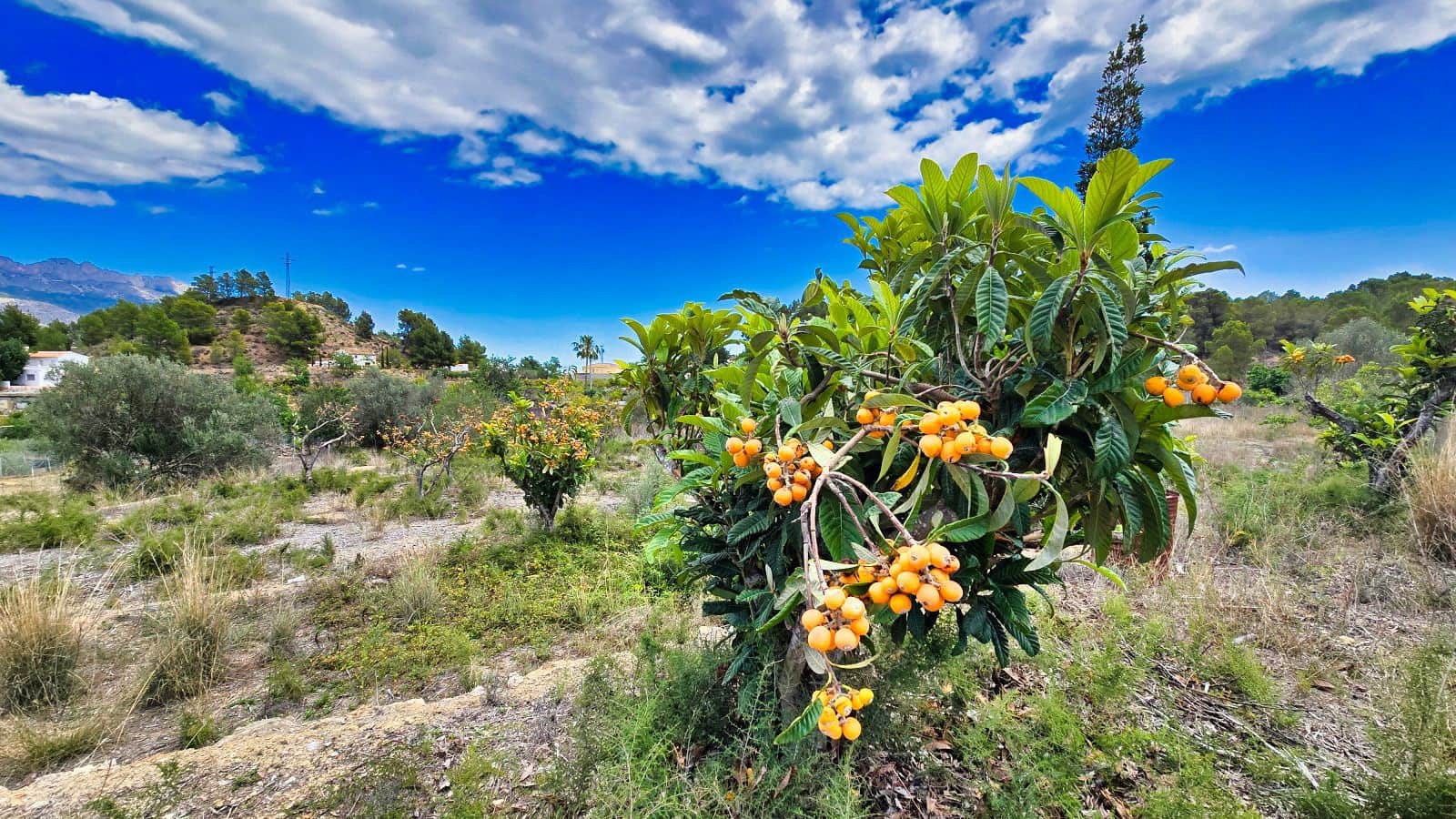 3 camera da letto Finca/Casa di Campagna in vendita in La Nucia con piscina garage - 1.500.000 € (Rif: 8881022)