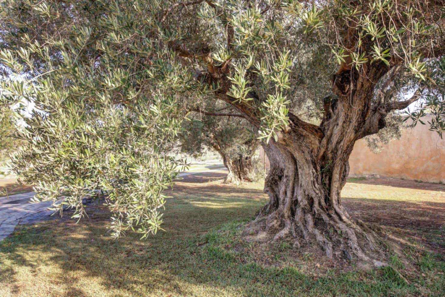 4 makuuhuone Maalaistalo myytävänä paikassa Moraira - 4 200 000 € (Ref: 9609596)