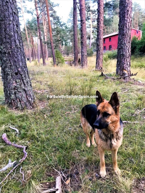 22 soveværelse Villa til salg i Orea - € 550.000 (Ref: 5884001)