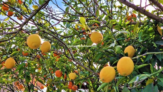 4 soveværelse Villa til salg i Marchuquera, Gandia med swimmingpool garage - € 290.000 (Ref: 7337737)