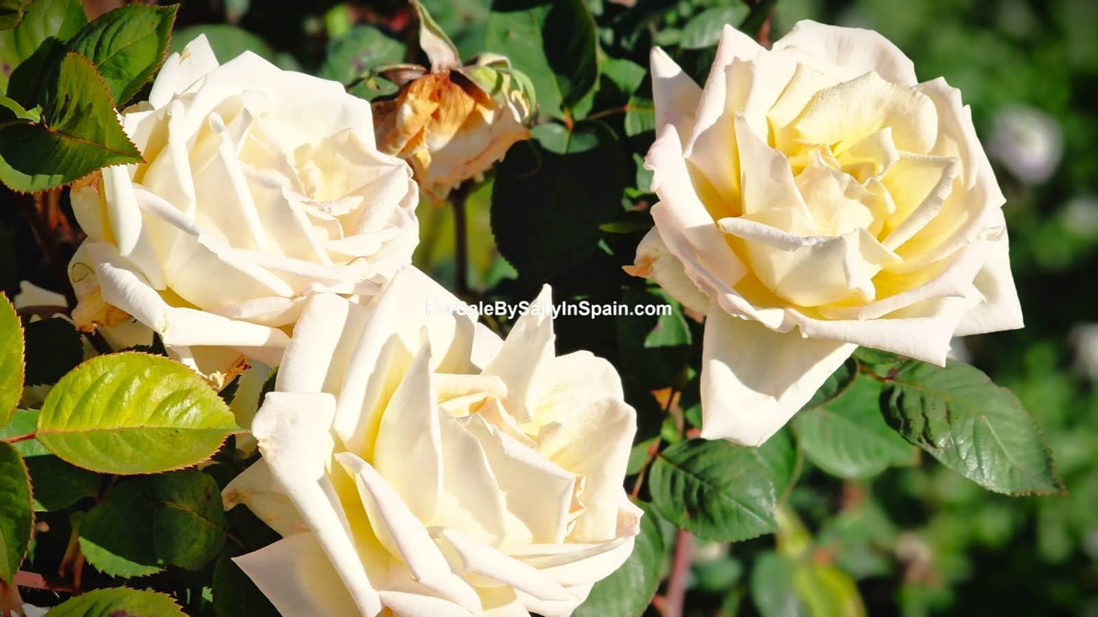 8 soverom Finca/Herregård til salgs i Rafol de Salem med garasje - € 370 000 (Ref: 8807269)