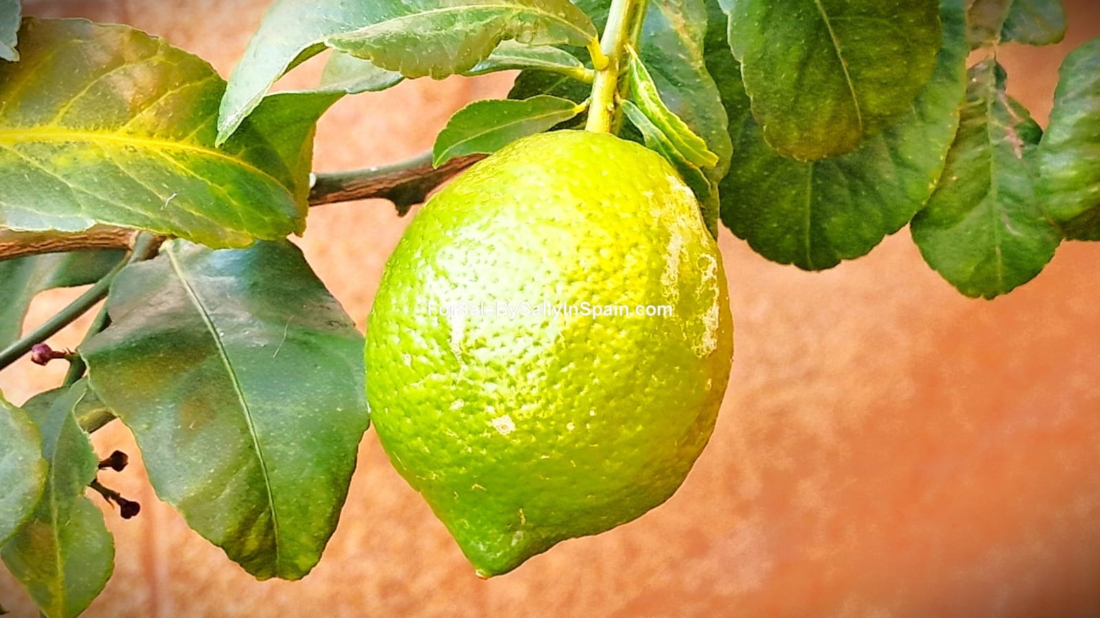 6 soveværelse Villa til salg i Daimus med swimmingpool garage - € 569.500 (Ref: 8868352)