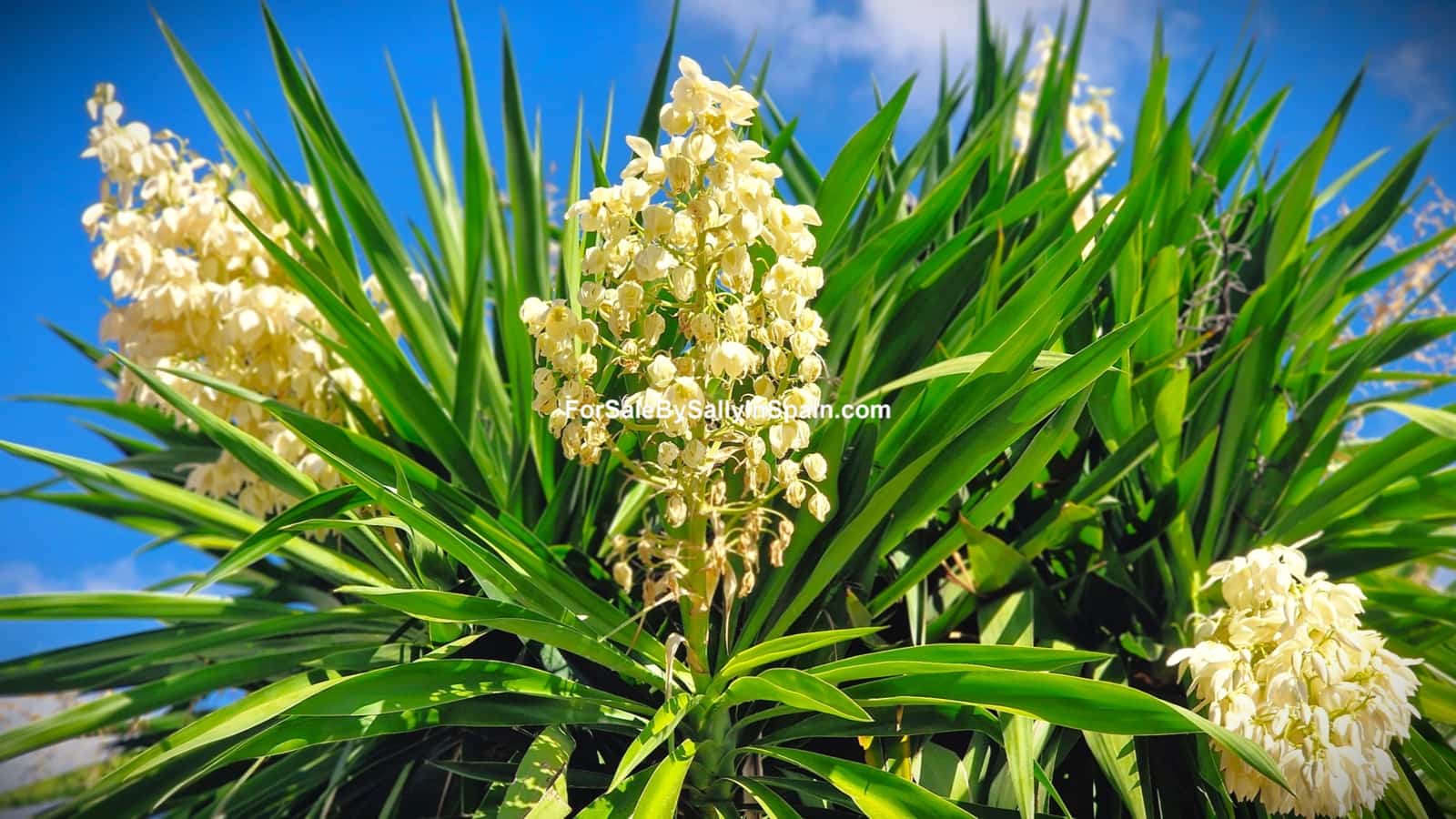 4 sovrum Villa till salu i Gandia med pool garage - 530 000 € (Ref: 9394354)