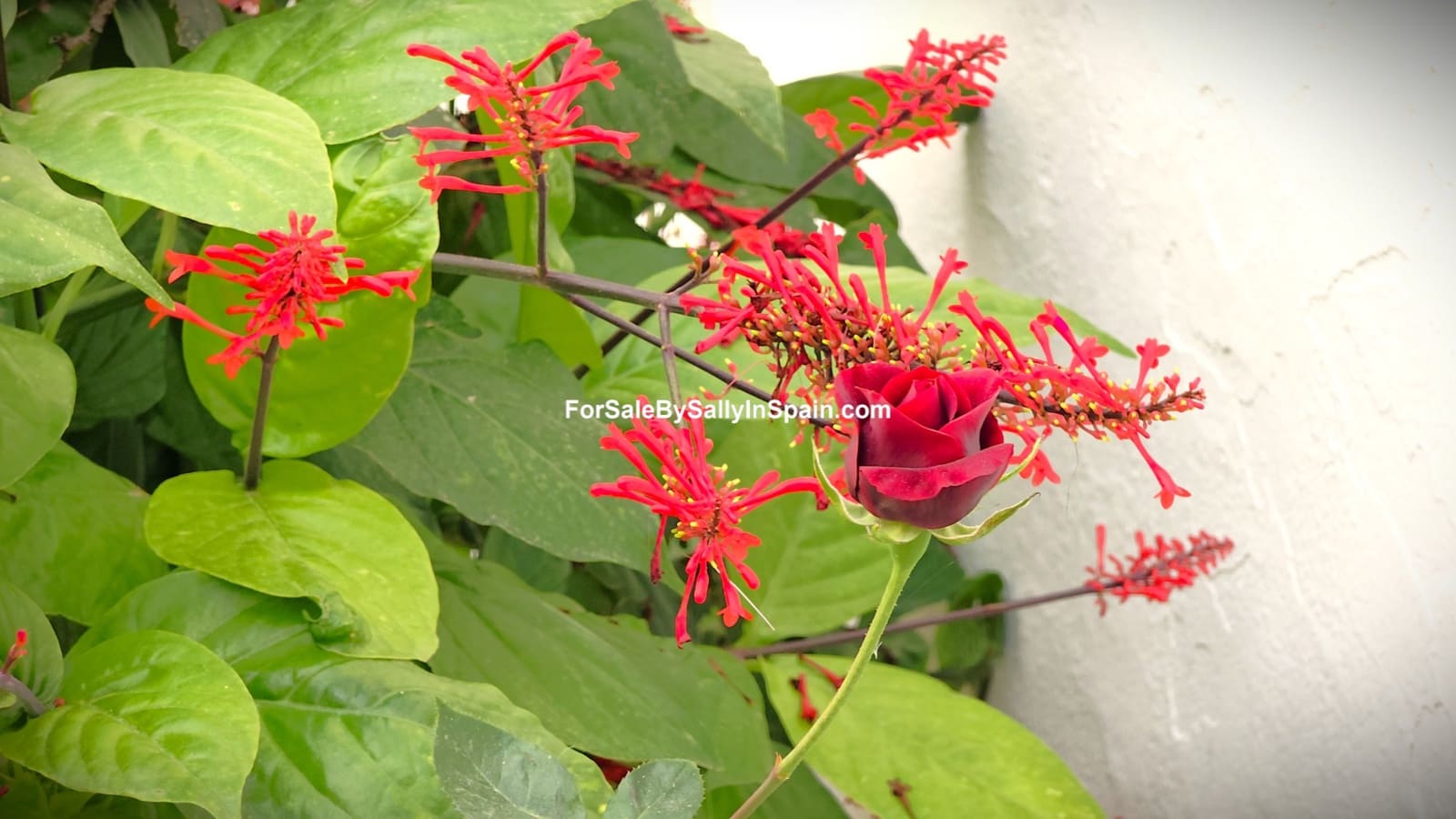 4 makuuhuone Omakotitalo myytävänä paikassa Palma de Gandia mukana 
autotalli - 330 000 € (Ref: 9471329)