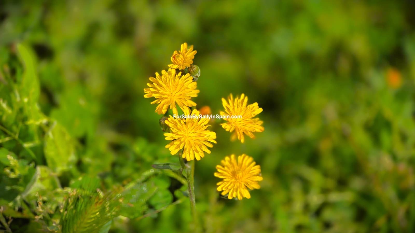 Chalet de 5 habitaciones en Gandia en venta con piscina garaje - 450.000 € (Ref: 9730580)