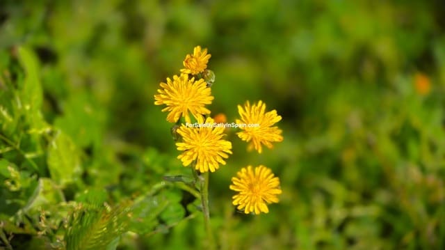 5 bedroom Villa for sale in Gandia with pool garage - € 450,000 (Ref: 9730580)