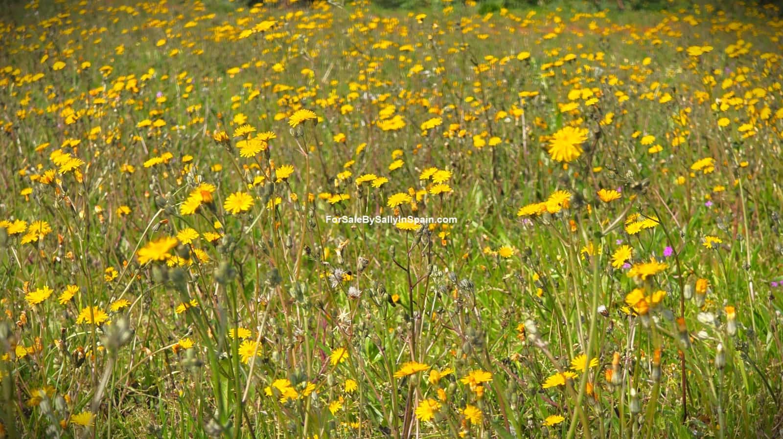 Chalet de 5 habitaciones en Gandia en venta con piscina garaje - 450.000 € (Ref: 9730580)