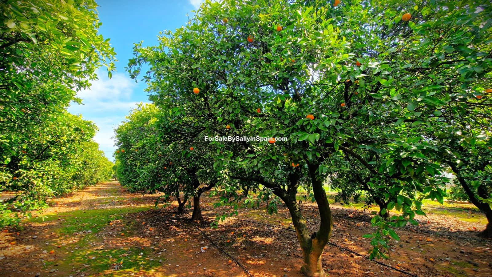 Chalet de 5 habitaciones en Gandia en venta con piscina garaje - 450.000 € (Ref: 9730580)