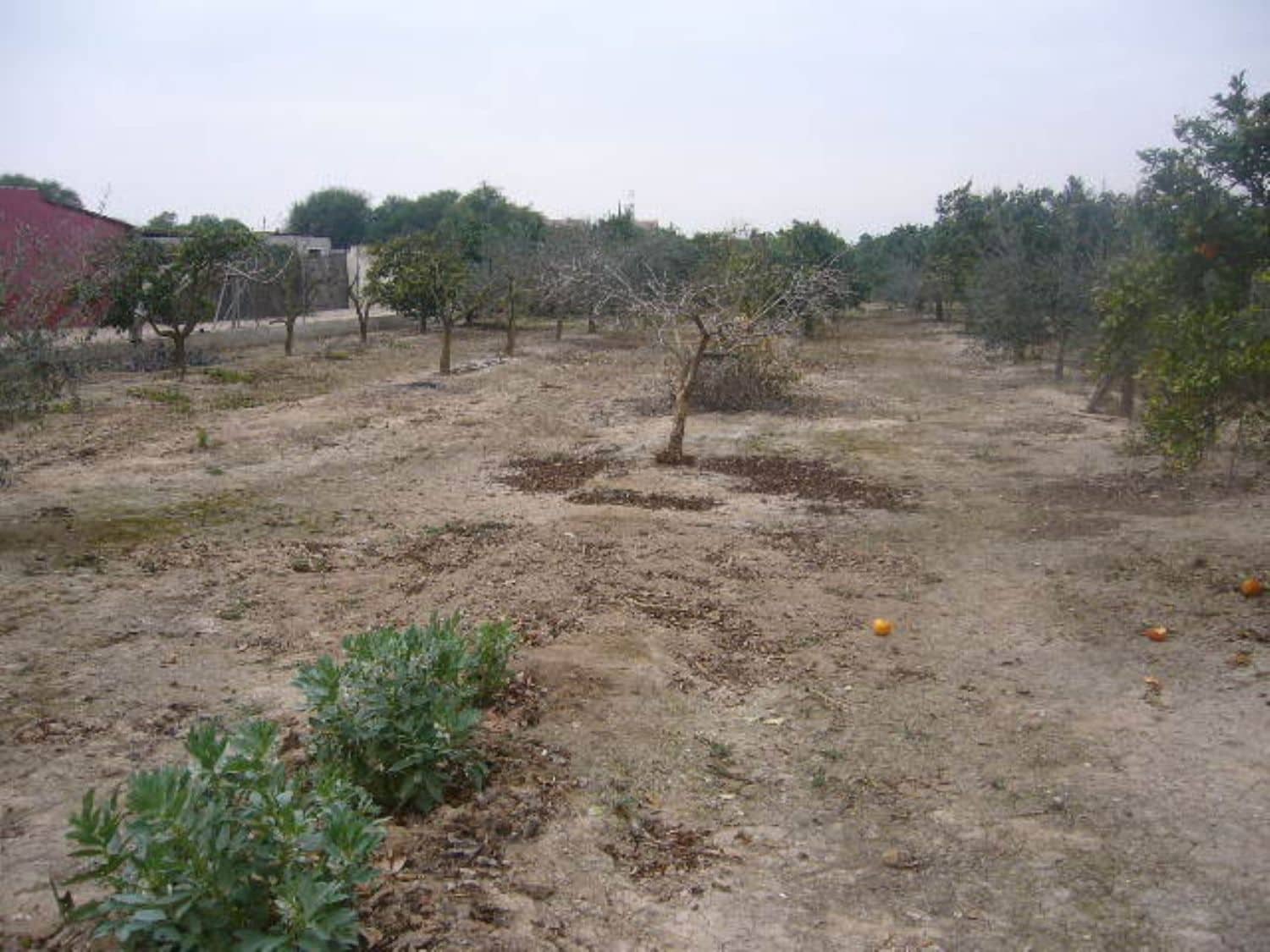 1 soveværelse Finca/Landehus til salg i Dolores med garage - € 180.000 (Ref: 3738400)