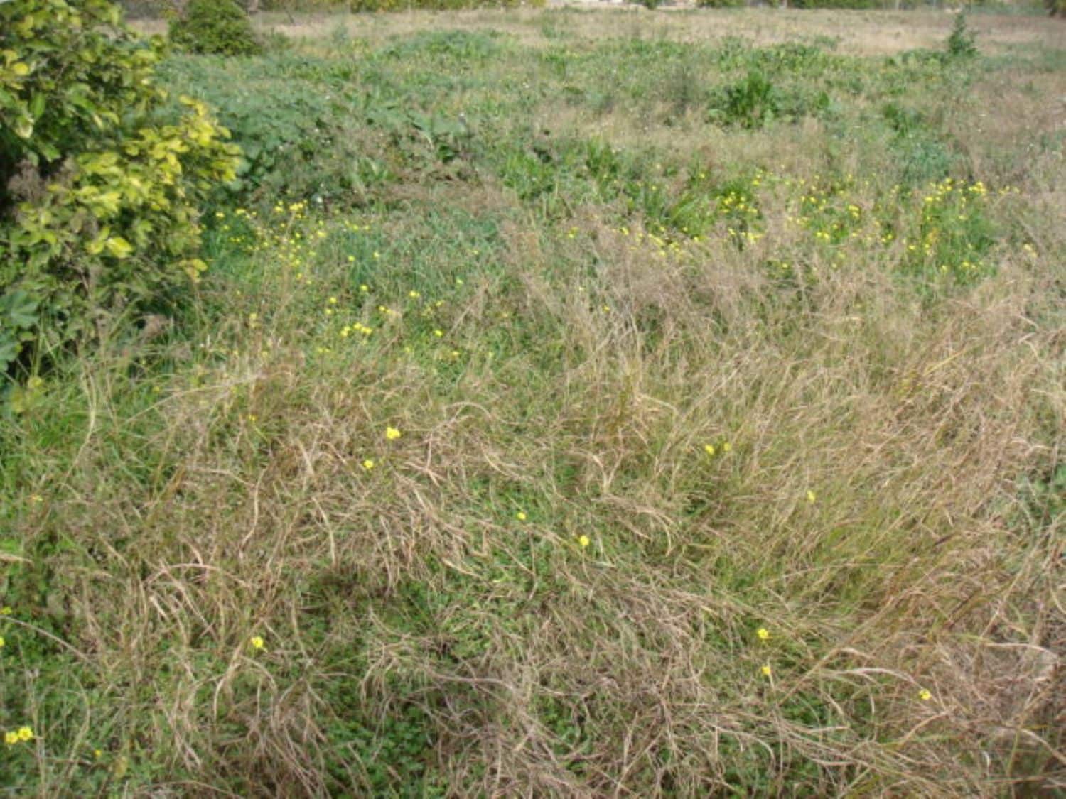 Grunde uden byggetilladelser til salg i Rafal - € 39.000 (Ref: 4072363)