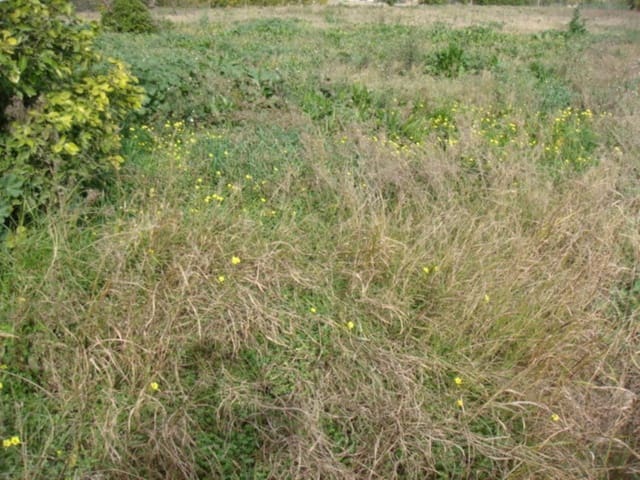 Grond te koop in Rafal - € 39.000 (Ref: 4072363)