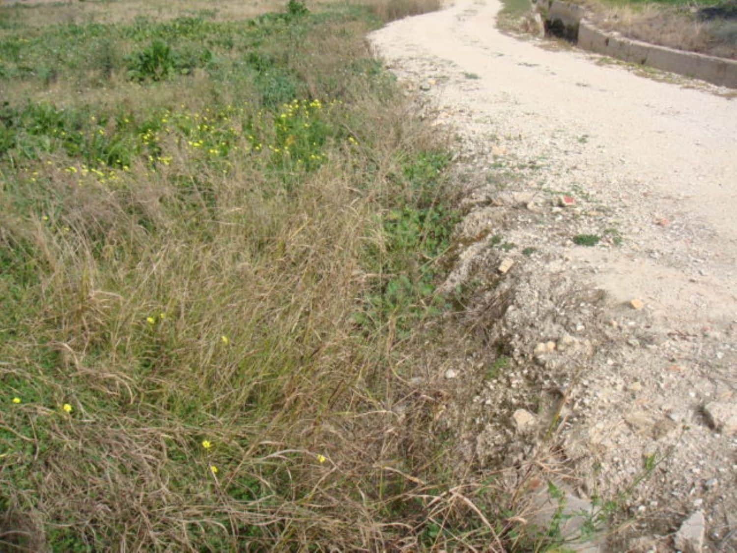 Grunde uden byggetilladelser til salg i Rafal - € 39.000 (Ref: 4072363)