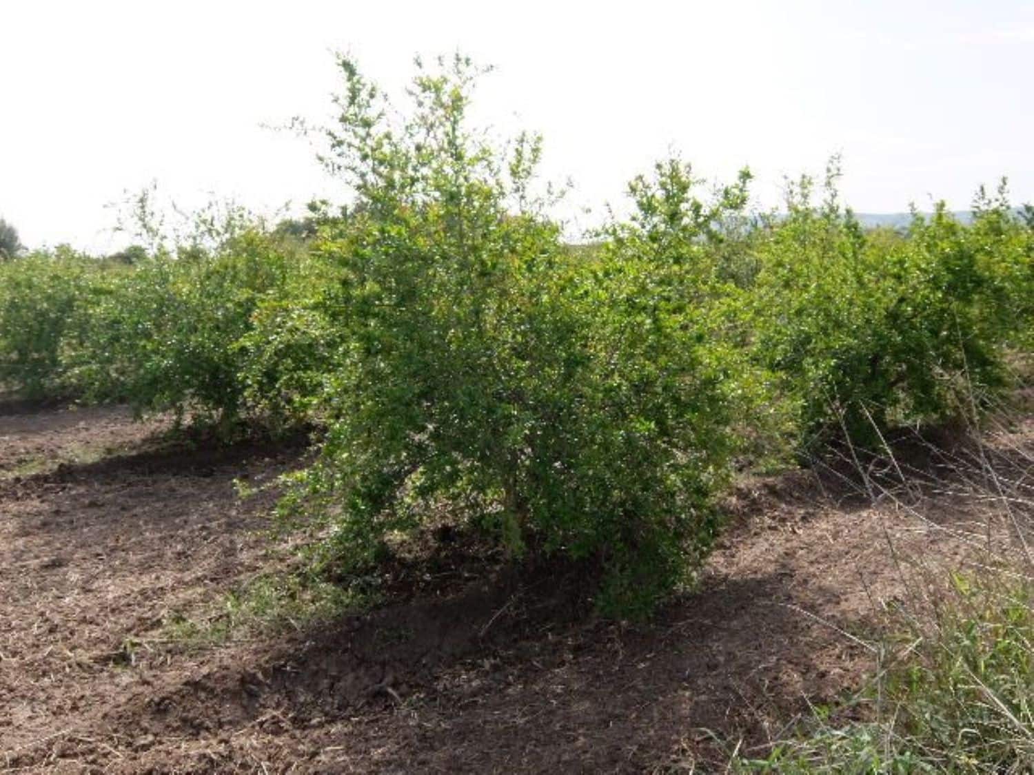 Grunde uden byggetilladelser til salg i Benejuzar - € 49.000 (Ref: 4072365)