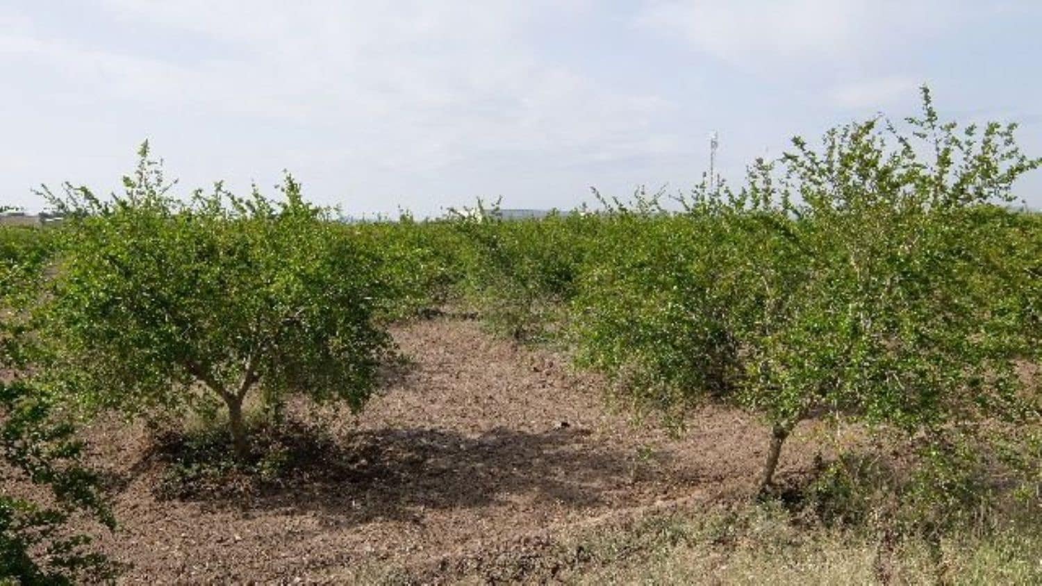 Grunde uden byggetilladelser til salg i Benejuzar - € 49.000 (Ref: 4072365)