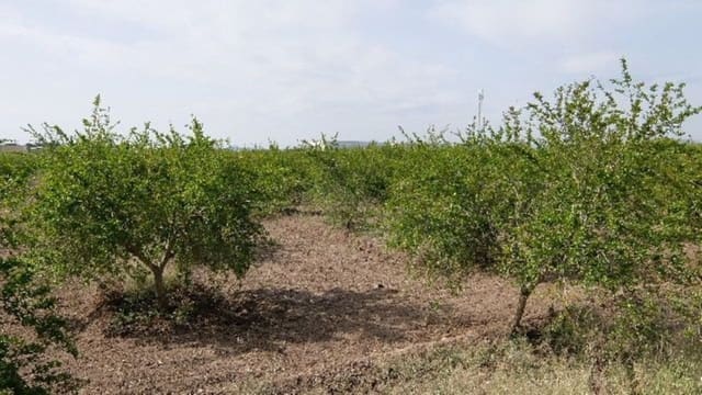 Grond te koop in Benejúzar - € 49.000 (Ref: 4072365)