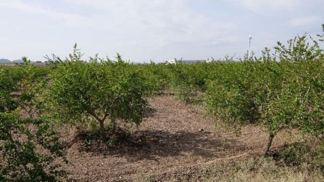 Grond te koop in Benejúzar - € 49.000 (Ref: 4072365)