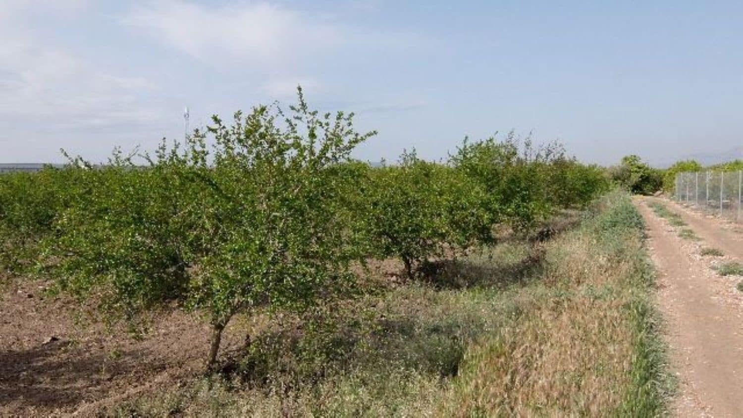 Grunde uden byggetilladelser til salg i Benejuzar - € 49.000 (Ref: 4072365)