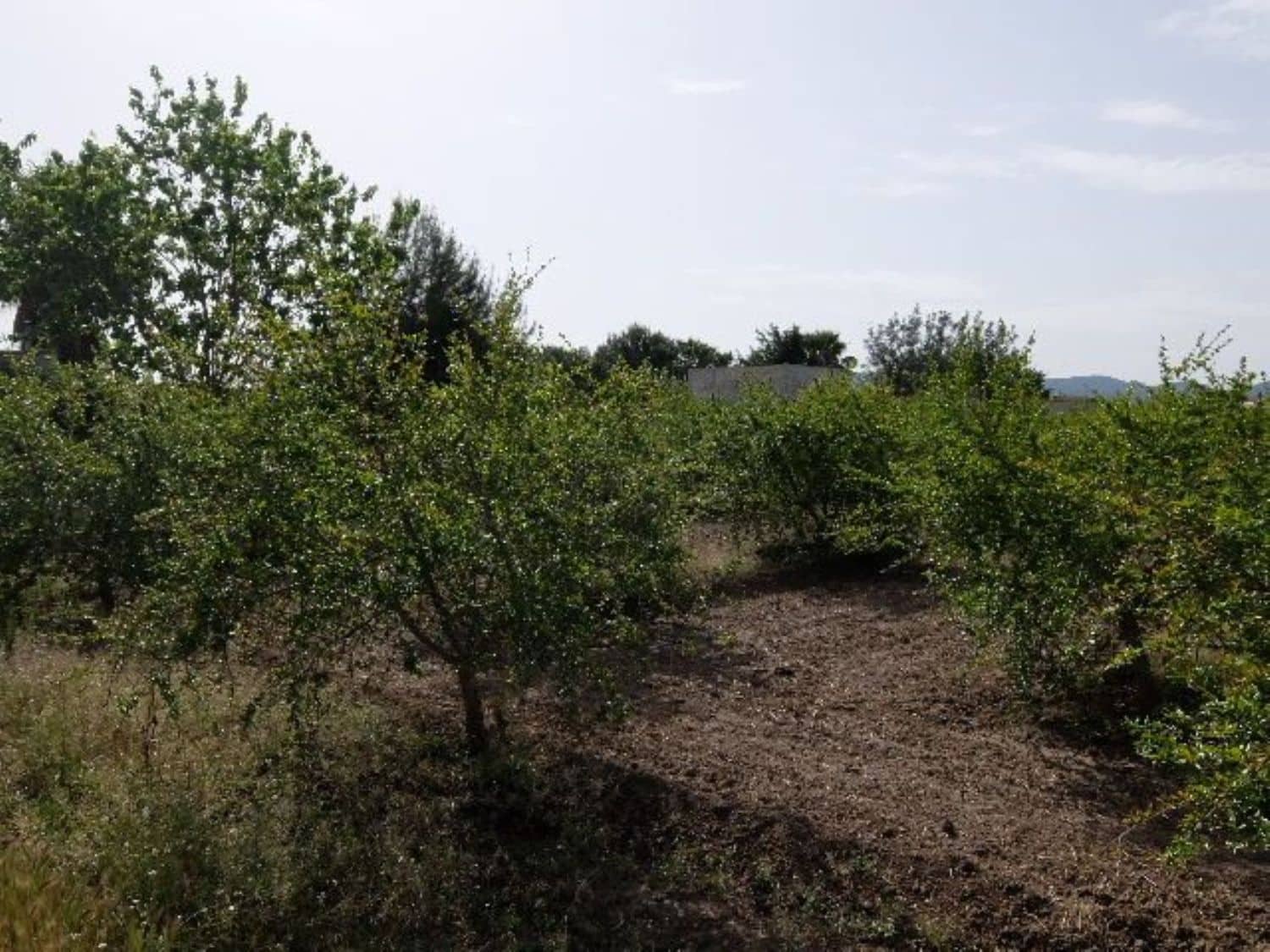 Grunde uden byggetilladelser til salg i Benejuzar - € 49.000 (Ref: 4072365)