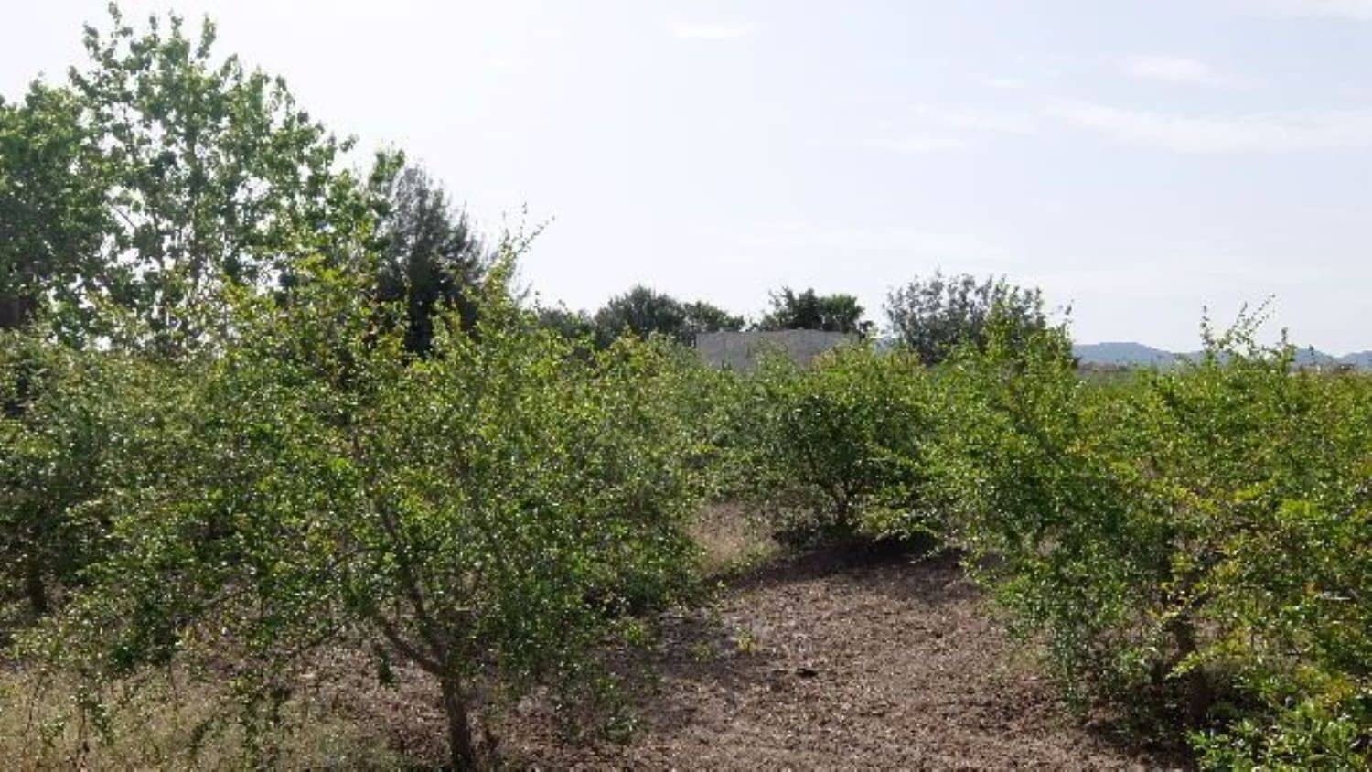 Grunde uden byggetilladelser til salg i Benejuzar - € 49.000 (Ref: 4072365)