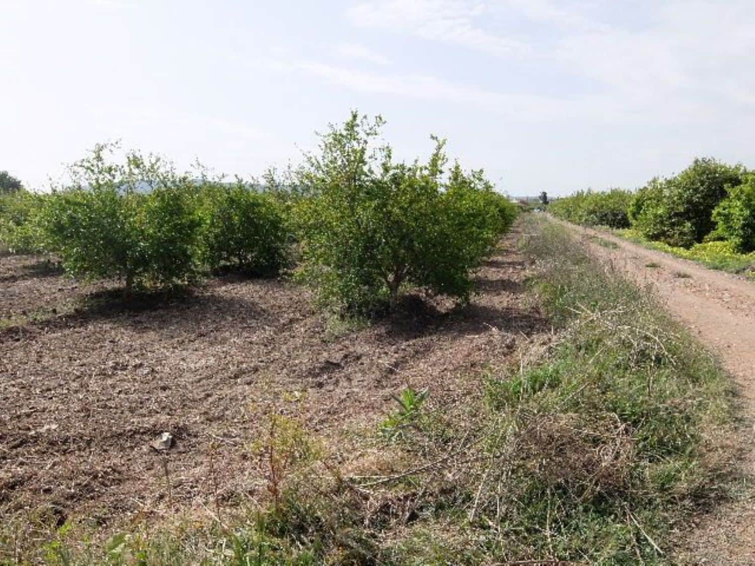 Grunde uden byggetilladelser til salg i Benejuzar - € 49.000 (Ref: 4072365)