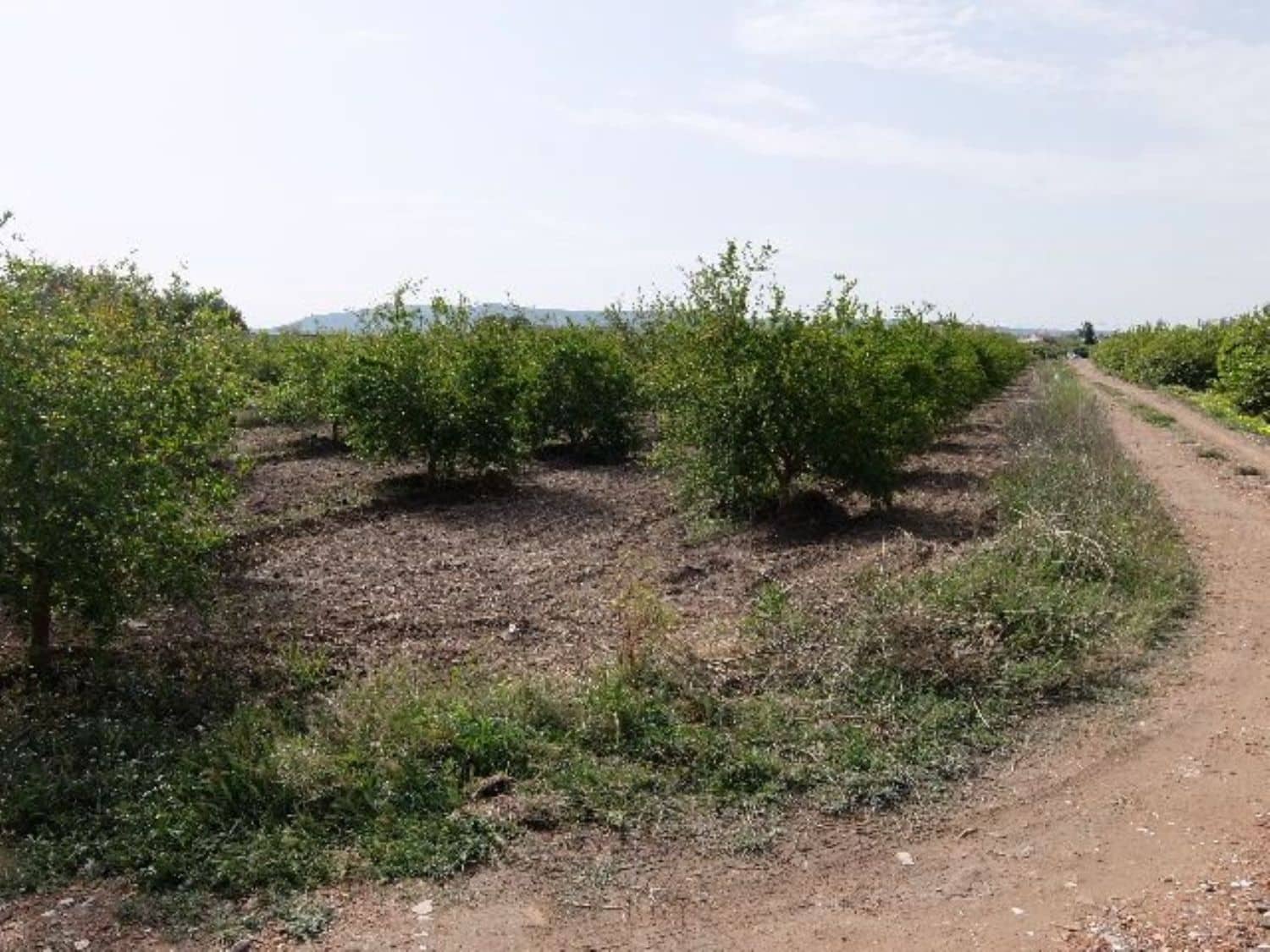 Grunde uden byggetilladelser til salg i Benejuzar - € 49.000 (Ref: 4072365)