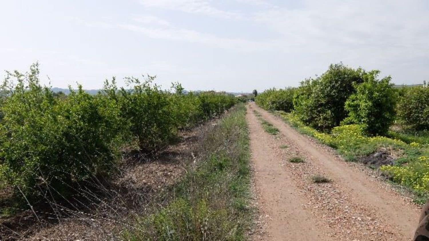 Grunde uden byggetilladelser til salg i Benejuzar - € 49.000 (Ref: 4072365)