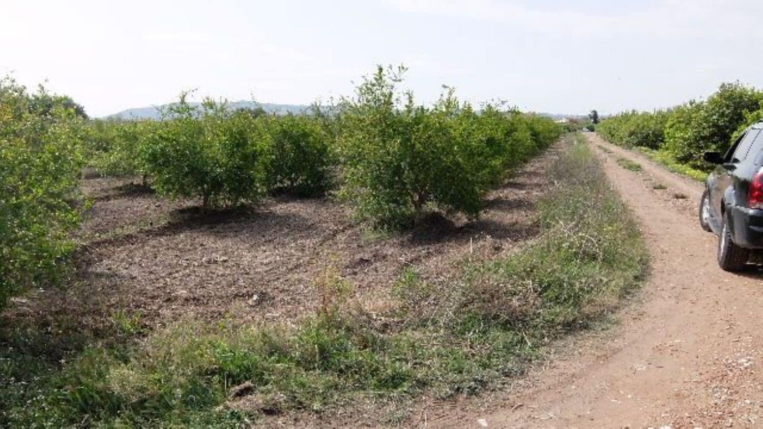 Grunde uden byggetilladelser til salg i Benejuzar - € 49.000 (Ref: 4072365)