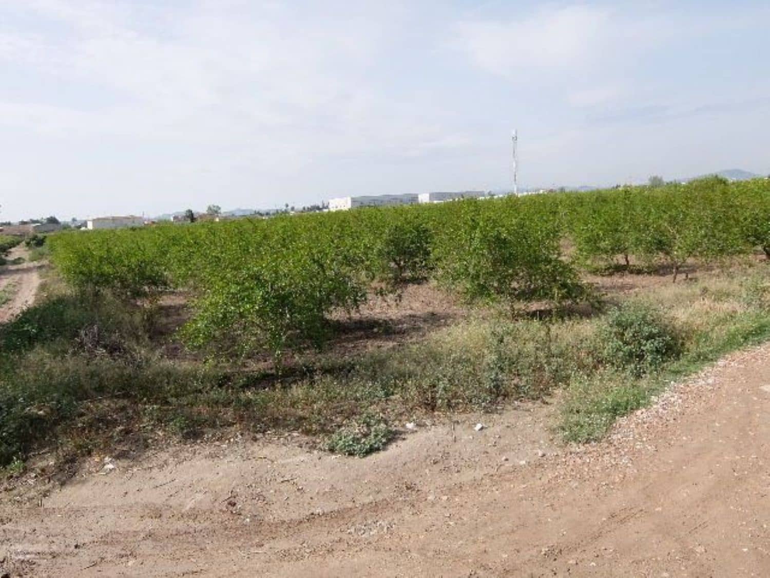 Grunde uden byggetilladelser til salg i Benejuzar - € 49.000 (Ref: 4072365)