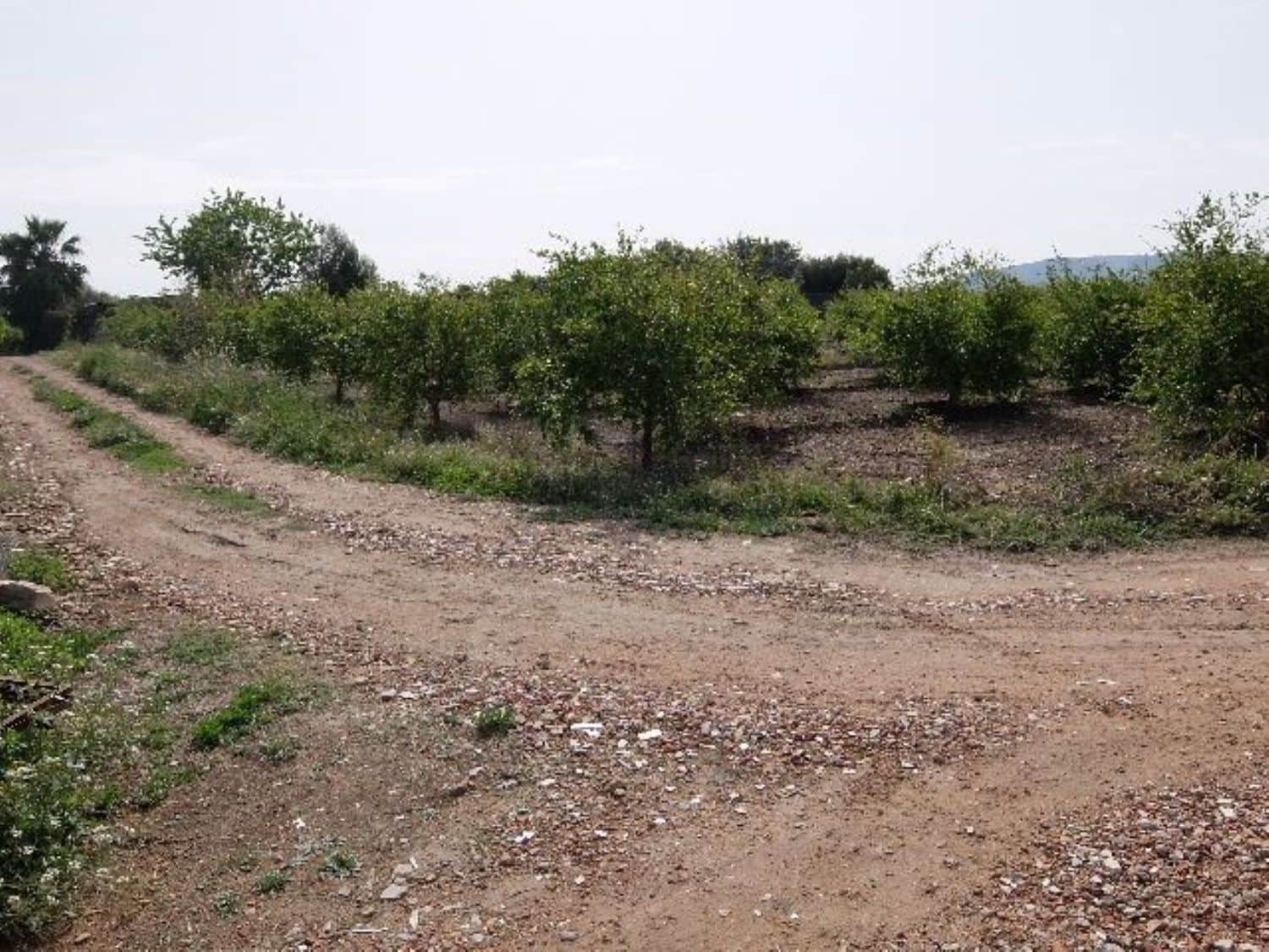 Grunde uden byggetilladelser til salg i Benejuzar - € 49.000 (Ref: 4072365)